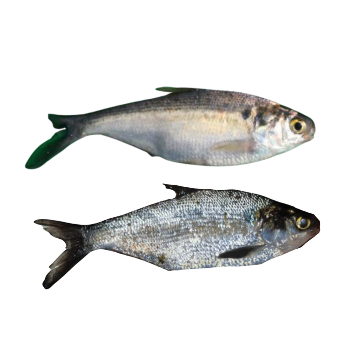 Gizzard shad