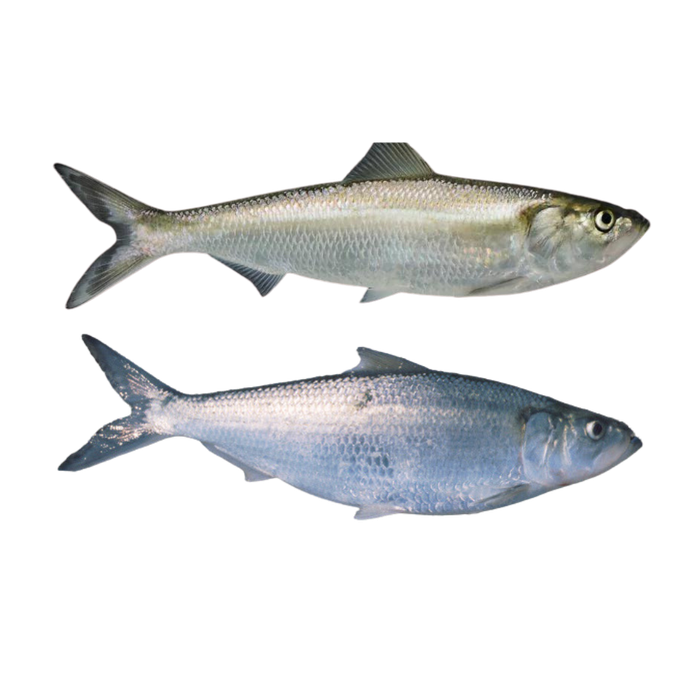 Skipjack