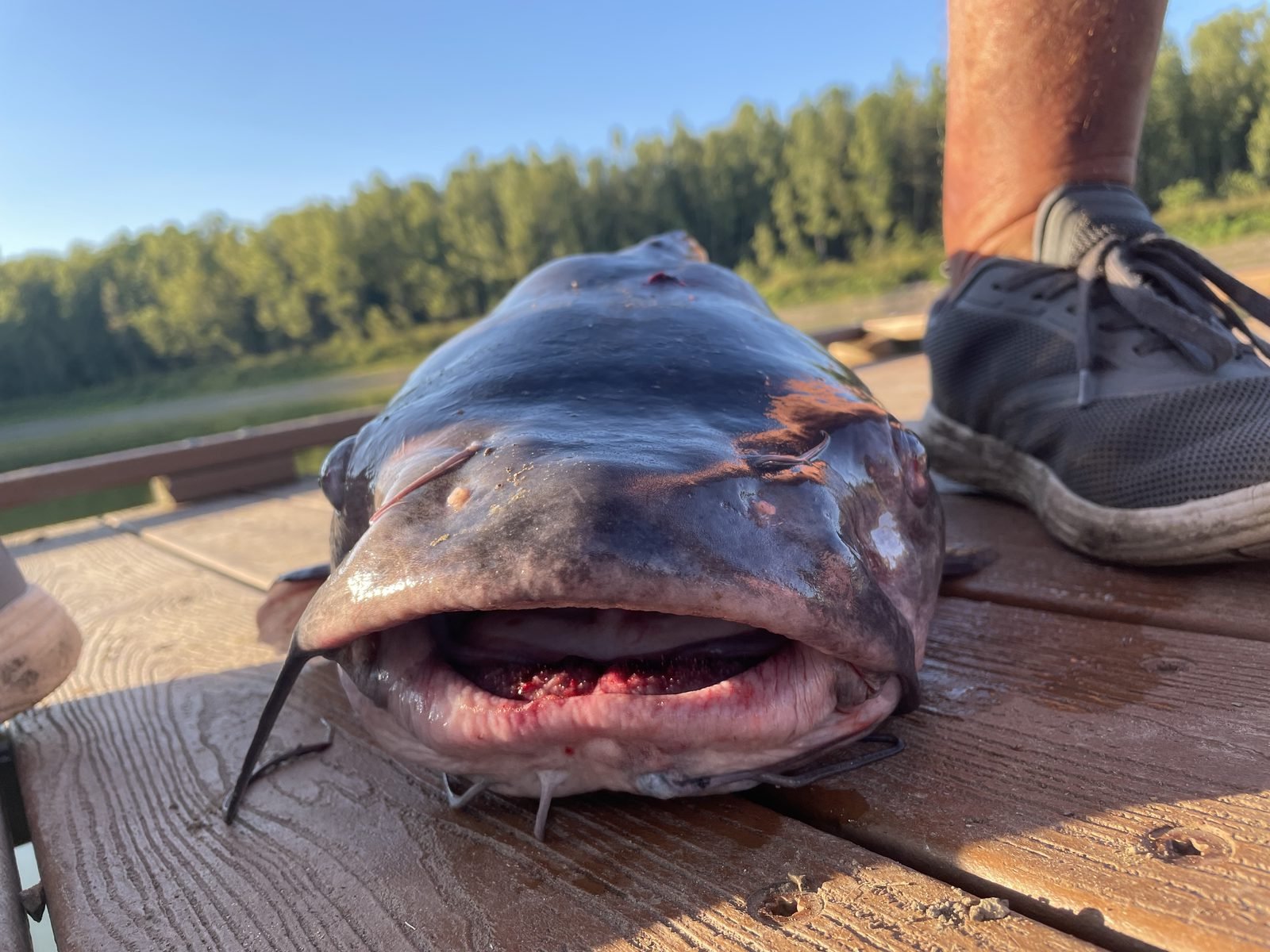 A big blue catfish on a wooden dock
