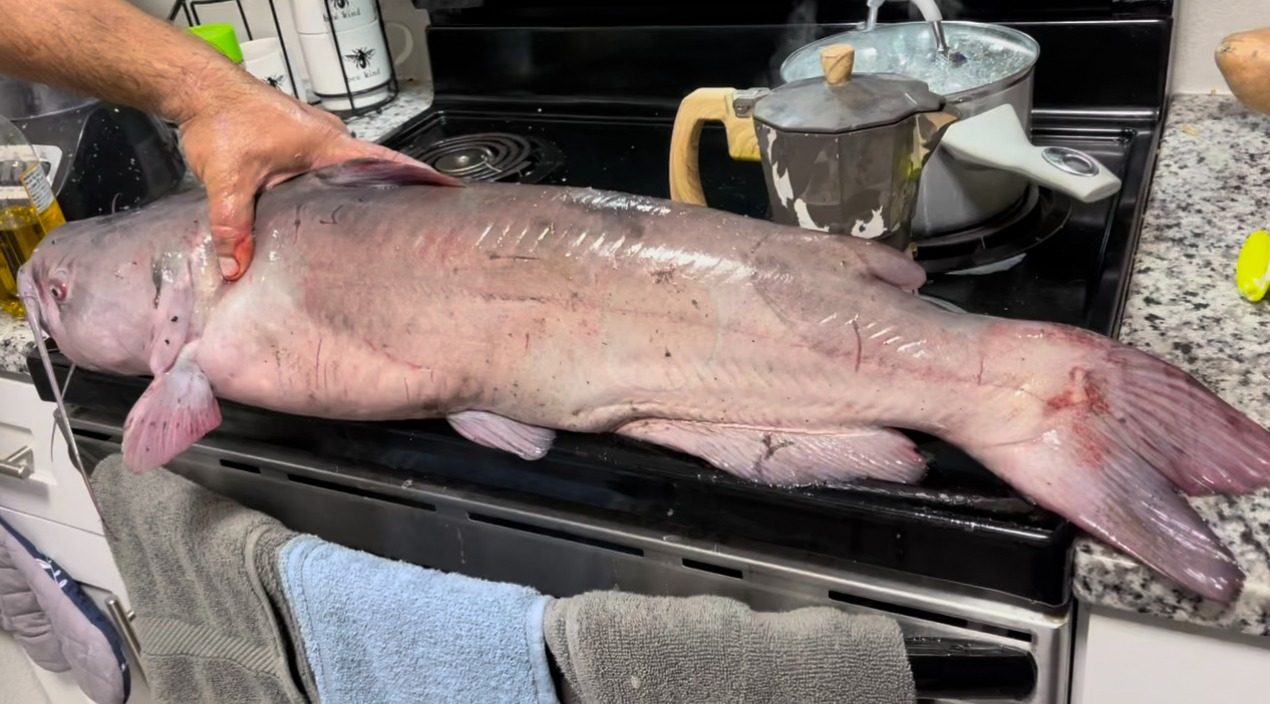 319 Bait catch: big catfish